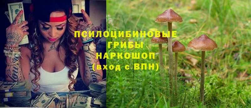 Галлюциногенные грибы Psilocybine cubensis  магазин продажи наркотиков  Киржач 